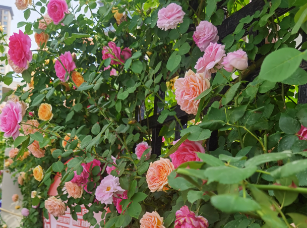 精神分裂症:拨开误解的迷雾,看见疾病的本相 精神分裂症:拨开误解的迷雾,看见疾病的本相