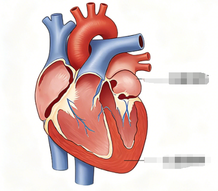 心脏早搏:心跳“漏一拍”是病吗?心内科医生解答7个疑问 心脏早搏:心跳“漏一拍”是病吗?心内科医生解答7个疑问