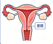 宫颈癌筛查多久做一次？不同年龄方案不同